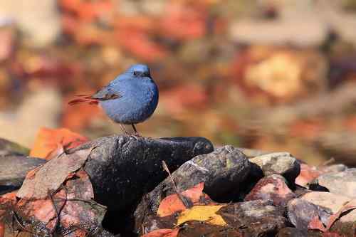 蓝色的鸟儿——红尾水鸲