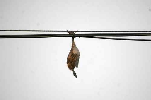 这是他杀？还是自杀？