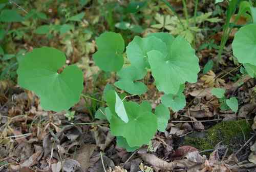 看看我长白山里的“宝贝” 看看我长白山里的“宝贝”