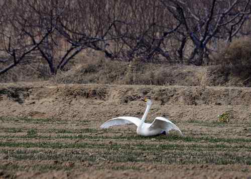 赏鹅却伤鹅：目睹了一只天鹅的受伤