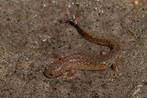 看看我长白山里的“宝贝” 看看我长白山里的“宝贝”