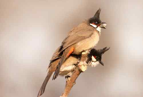 北京 二十几只林鸟