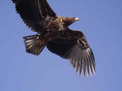 龙王庙死鸟事件初步调查