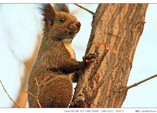 广东人观鸟散记