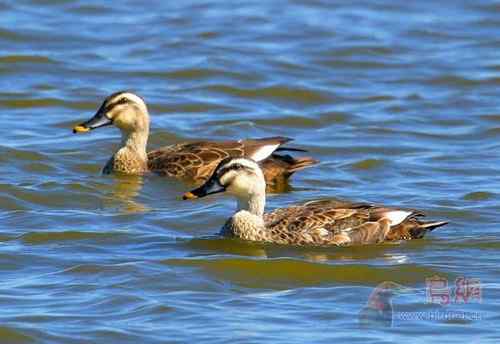鸟类识别   斑嘴鸭