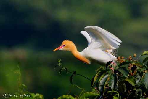 飛行及展翅之美