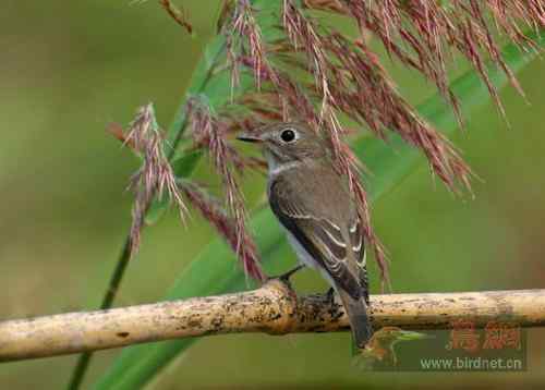 芦花飘香   芦苇中的北灰鹟