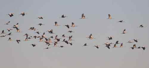 河南拍鸟之郑州版