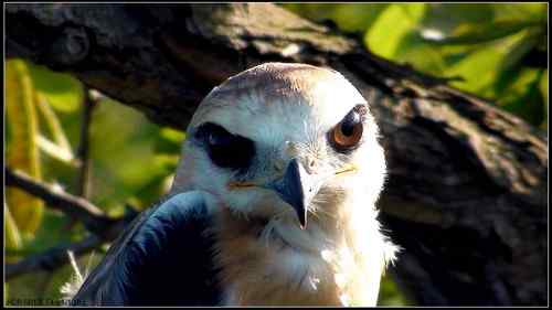 黑翅鸢，好鸟！