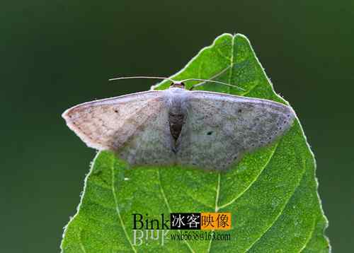 冰客的昆虫世界作品