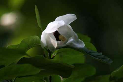 看看我长白山里的“宝贝” 看看我长白山里的“宝贝”