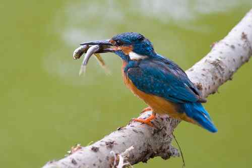 中国野外鸟类考察必备图谱 下载