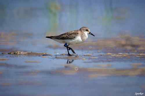 探讨：小滨鹬和红颈滨鹬的辨识