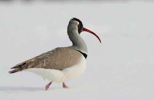 白河湾鹮嘴鹬状况危急