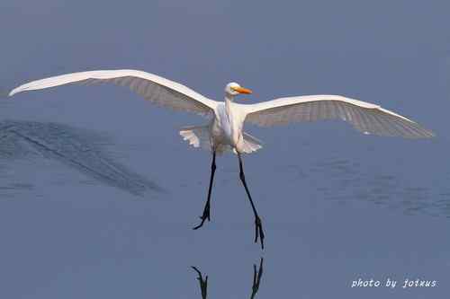 飛行及展翅之美