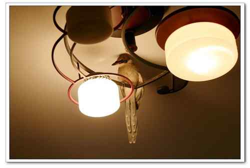 小灰喜鹊（小灰灰）