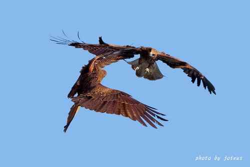 飛行及展翅之美