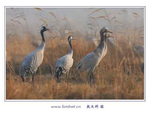 冬天里的灰鹤 清亮持久的叫声 冬天里的灰鹤 清亮持久的叫声