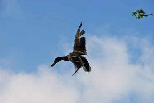 颐和园鸟人：绿头鸭蒙难获救记