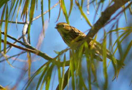 这是什么巫鸟？