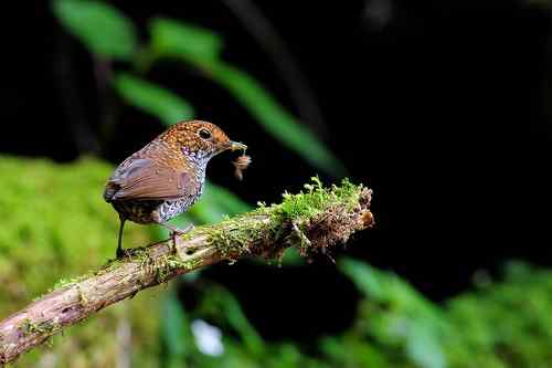 台湾山林隱者——鳞胸鹪鹛