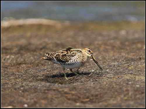 请教鸟名：沙锥,扇尾沙锥还是针尾沙锥？