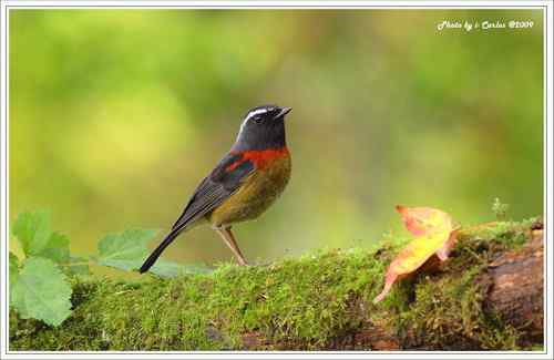 阿里山鴝(栗背林鸲)的祝福