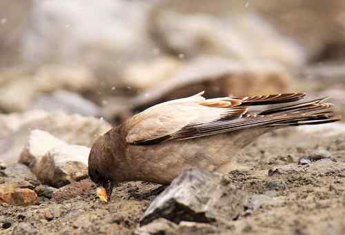 今天在海拔4200米处拍到的不知名鸟儿