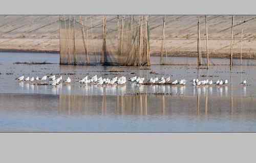 南京七里河 鸟类图片