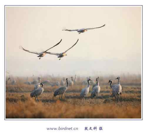 冬天里的灰鹤 清亮持久的叫声 冬天里的灰鹤 清亮持久的叫声