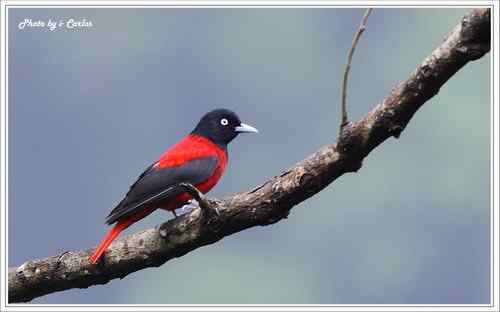 朱鸝 Maroon Oriole台灣特有亞種