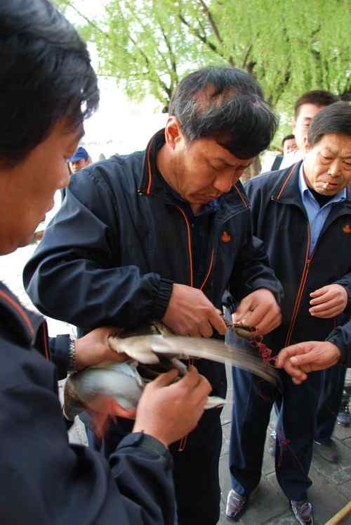 颐和园鸟人：绿头鸭蒙难获救记