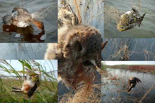 爱鸟倡议：《向罪恶的魔掌宣战》