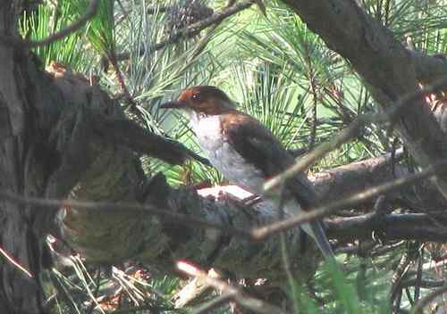 请问鸟名：两只画眉的眉不一样,是同一种鸟吗？