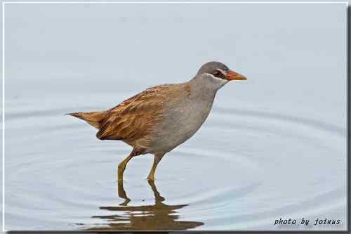 等了二十年 白眉田鸡