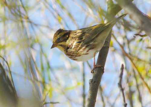 这是什么巫鸟？