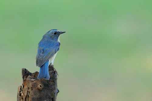 匆匆過客 台湾候鸟