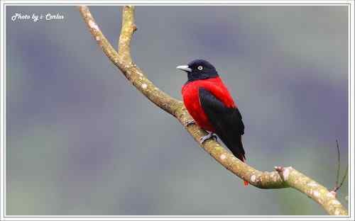 朱鸝 Maroon Oriole台灣特有亞種