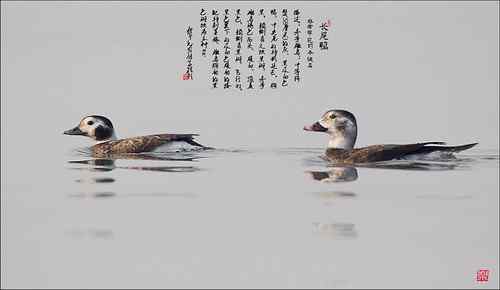 长尾鸭【组图】