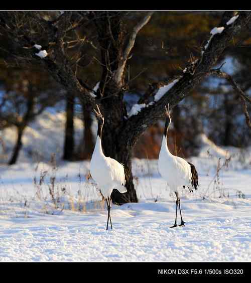 鹤鸣雪原日本札幌丹顶鹤