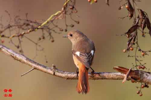原画幅野生鸟类摄影俱乐部【精美组图】
