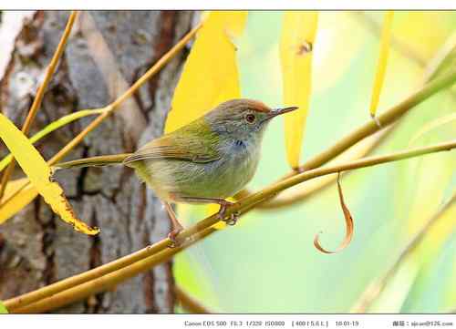 广东人观鸟散记