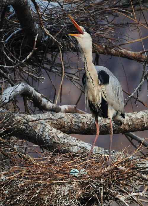 一只逝去的苍鹭 一只逝去的苍鹭