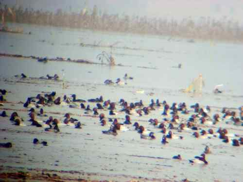 和三千红头潜鸭一起出现在三门峡的，竟是这这些恶心的捕鸟人