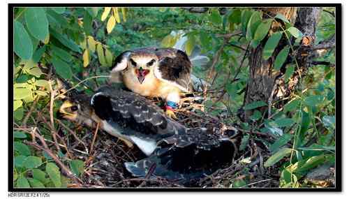 黑翅鸢，好鸟！