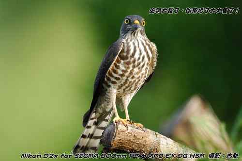 原画幅野生鸟类摄影俱乐部【精美组图】