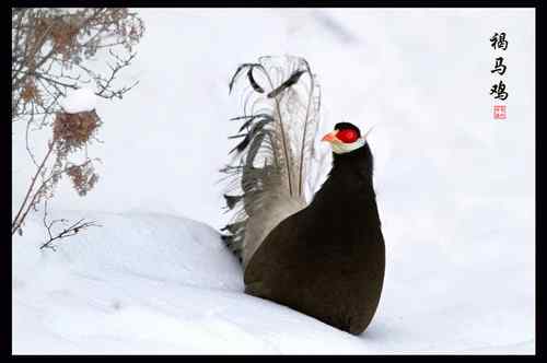 雪天上山的收获：褐马鸡