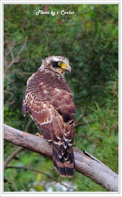 蛇雕 大冠鹫【组图】