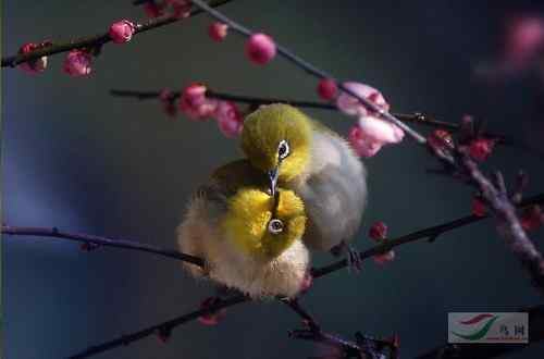 2008鸟网四季鸟类大赛一二三等奖作品