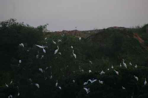 呼吁：珍惜深圳另一个“红树林”